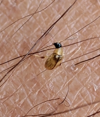 Longitarsus ochroleucus