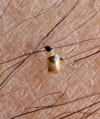 Longitarsus ochroleucus