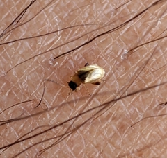 Longitarsus ochroleucus