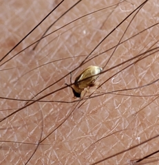 Longitarsus ochroleucus