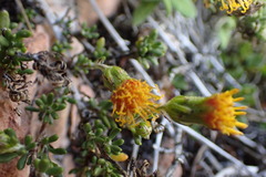 Senecio crassiandinus