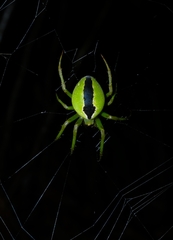 Colaranea melanoviridis