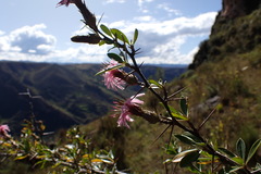Barnadesia pycnophylla