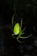 Colaranea melanoviridis