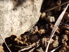 Monomorium havilandi