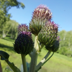 Cirsium helenioides