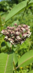 Asclepias syriaca