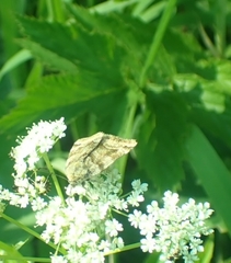 Euclidia glyphica