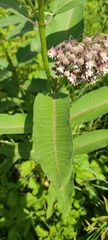 Asclepias syriaca
