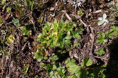 Azorella multifida