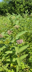 Asclepias syriaca