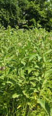 Asclepias syriaca