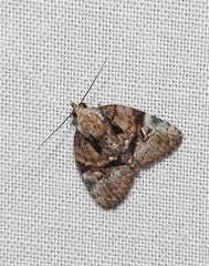 Lophothripa vitea