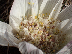 Colchicum melanthoides