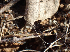Monomorium havilandi