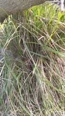 Dianella brevicaulis