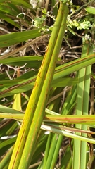 Dianella brevicaulis