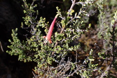 Clinopodium clivorum