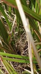 Dianella brevicaulis