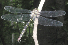 Cordulegaster erronea