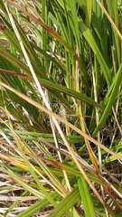 Dianella brevicaulis