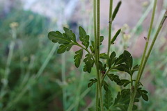 Descurainia myriophylla