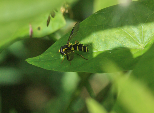 Superb Ant-hill Hoverfly, Hardinxveld-Giessendam, Nederland, photo 9 of 10