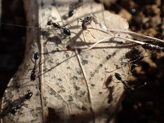Monomorium havilandi
