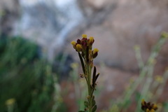 Descurainia myriophylla