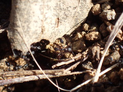 Monomorium havilandi