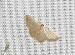 Idaea simplex