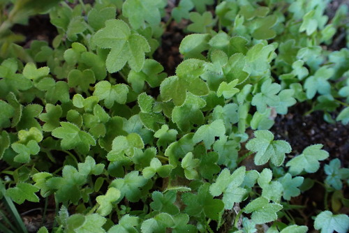Bowlesia lobata, 2022-05-09