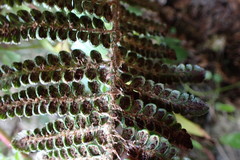 Polystichum cochleatum