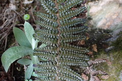 Polystichum cochleatum