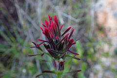 Castilleja cerroana