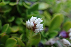 Alternanthera macbridei