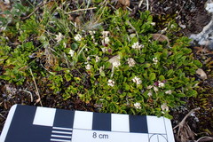Alternanthera macbridei
