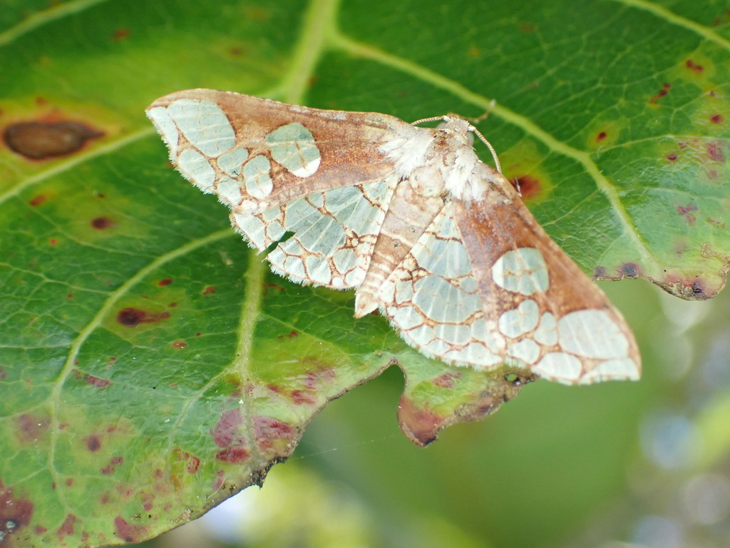 Rhodoneura werneburgalis