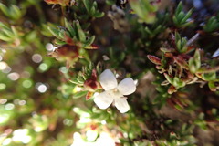Arcytophyllum thymifolium