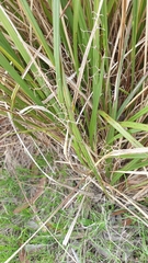 Dianella brevicaulis