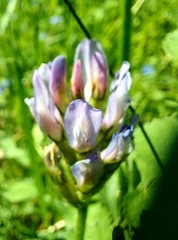 Astragalus danicus