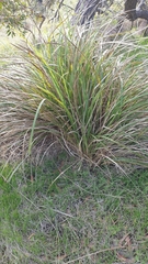 Dianella brevicaulis