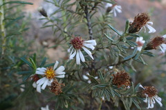 Diplostephium hippophae