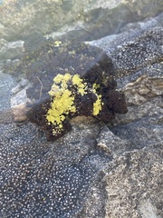 Arthrorhaphis citrinella