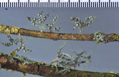 Ramalina ovalis