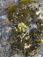 Arthrorhaphis citrinella