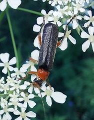 Cantharis pellucida