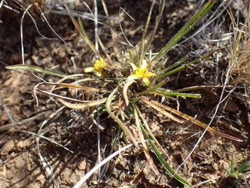 Image of Geigeria burkei by (c) Mahomed Desai, some rights reserved (CC BY)