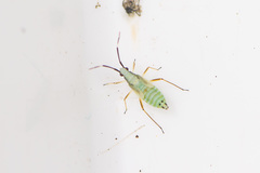 Cyllecoris histrionius
