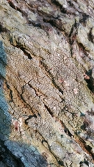 Pertusaria hymenea